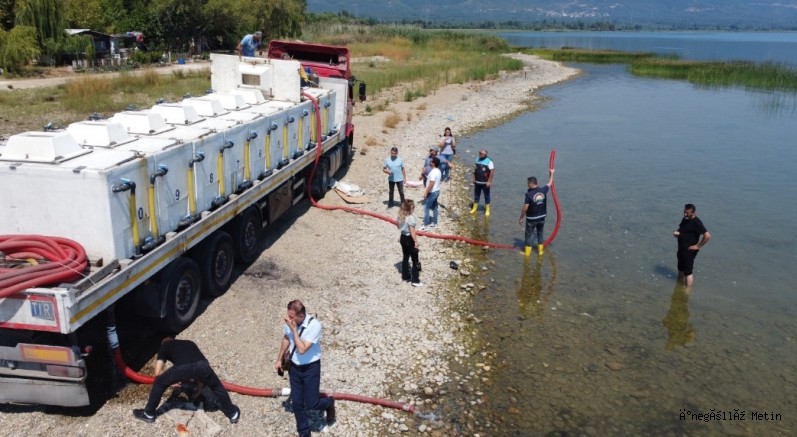 Bursa'daki göl ve göletlere 2,5 milyon sazan yavrusu bırakıldı