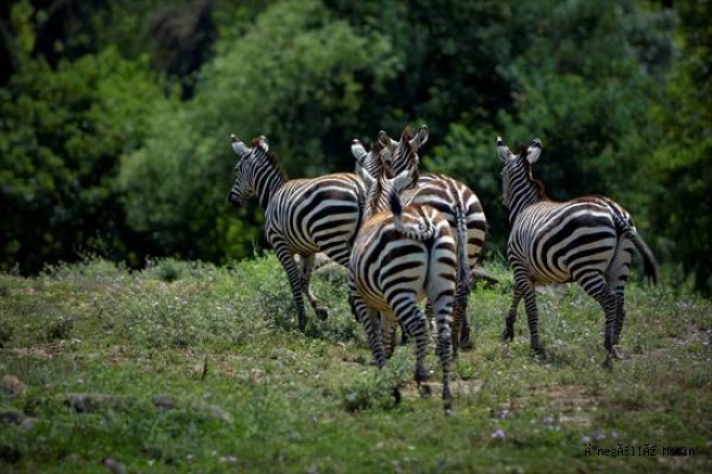 Bursa'daki hayvanat bahçesinin Afrikalı sakinleri bir arada yaşıyor
