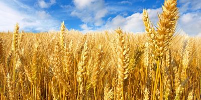 Buğday, arpa ve mısırda gümrük vergisi sıfırlandı
