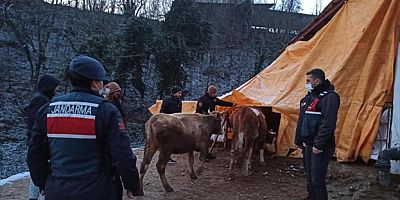 Bursa'da büyükbaş hayvan çalan 3 kişi gözaltına alındı