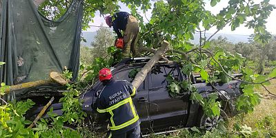 Bursa'da kamyonetin ağaca çarptığı kazada sürücü yaralandı