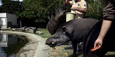 Bursa'daki hayvanat bahçesinde tapir ailesinin güneşli havada masaj keyfi