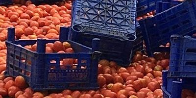 Çöp konteynerlerine dökülen domates görüntüleri