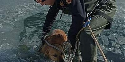 İnegöl'de buz tutan gölete düşen köpek donmak üzereyken kurtarıldı