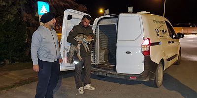 İznik'te yol kenarında yaralı bulunan tilki tedaviye alındı