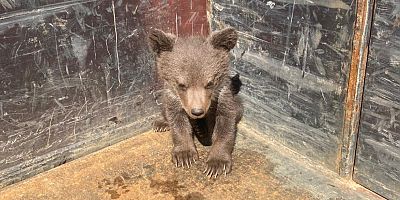 Köpeklerin saldırmak üzereyken kurtarılan yavru ayı, bakımları yapıldıktan sonra doğaya bırakıldı