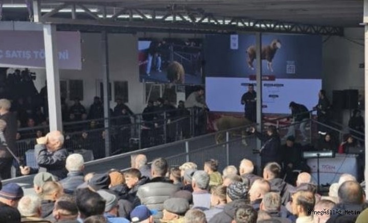Balıkesir’de açık artırmada nefesler tutuldu: Koç milyonluk oldu 