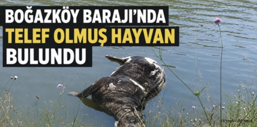 Boğazköy Barajı'nda telef olmuş hayvan bulundu