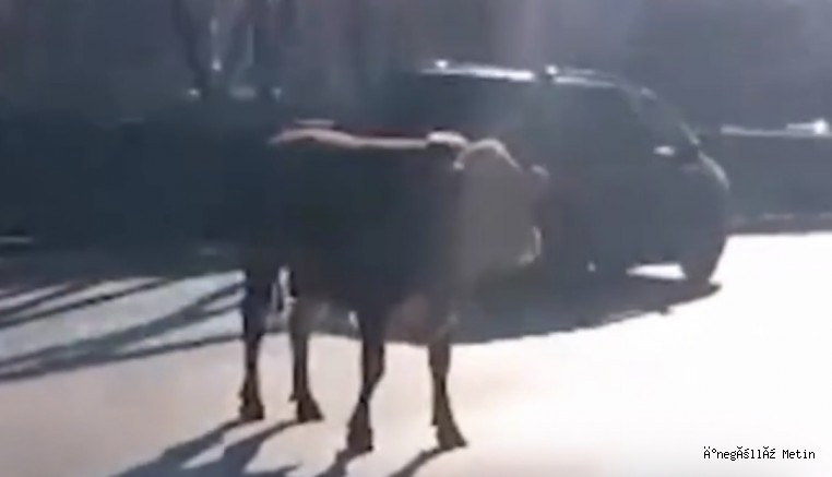 Bursa’da Kaçan Boğa Ana Yolda Koştu, Trafik Durma Noktasına Geldi
