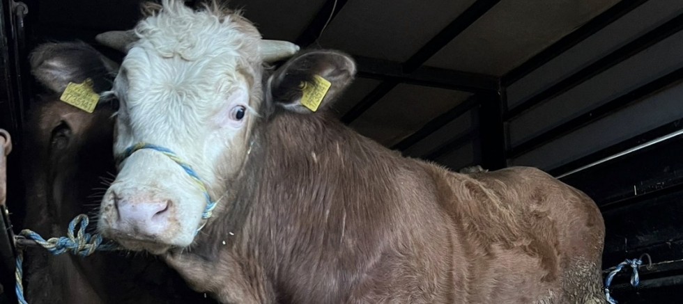 İnegöl’de hayvanlar tek tek kontrol edildi  “Halk sağlığı için sahadayız”
