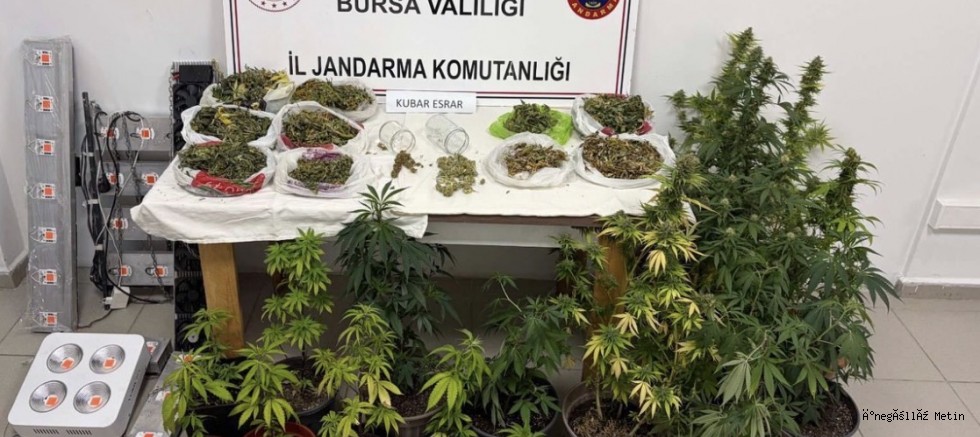 İnegöl’de Jandarmadan Uyuşturucu Operasyonu: 22 Kök Kenevir ve 1 Kilodan Fazla Esrar Ele Geçirildi