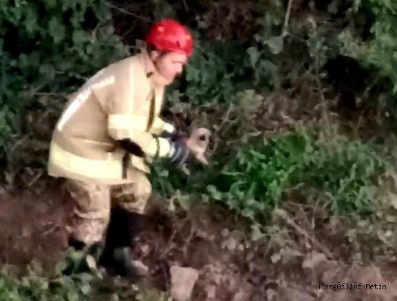 İNEGÖL’DE MİNİK YAVRU KÖPEK İÇİN SEFERBER OLDULAR