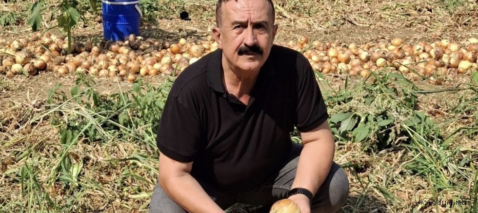 İnegöl’de Soğan Üreticisinin Yüzü Güldü: Tarlada 50 TL’yi Gördü