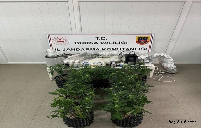 İnegöl'de uyuşturucu operasyonu: Evde esrar üretim düzeneği ele geçirildi