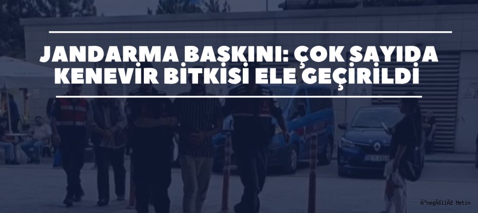 Jandarma Baskını: Çok Sayıda Kenevir Bitkisi Ele Geçirildi