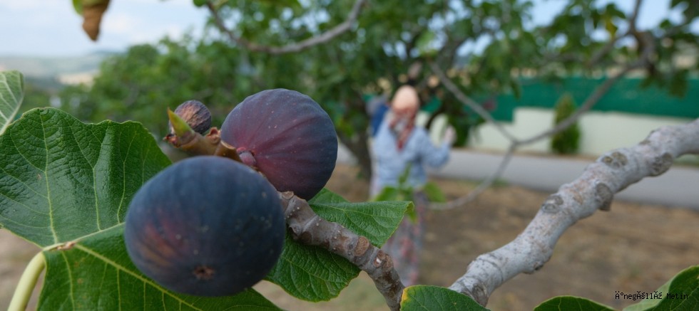 Kraliçe incirinin ihracatında kilogram başına 1 dolarlık değer artışı oldu