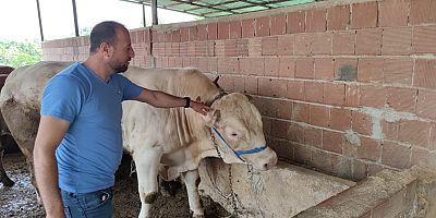 1.2 Tonluk ‘Poyraz’, 70 bin liradan satışa sunuldu