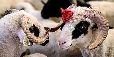 2026 KURBANLIK FİYATLARI BELLİ OLDU: CEP YAKIYOR!