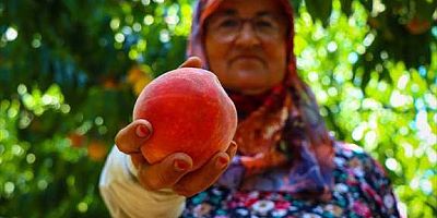 AB tescilli Bursa şeftalisi Avrupa sofralarında daha fazla yer alacak