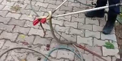 Ağaçtaki Yılan Mahalleliyi Tedirgin Etti