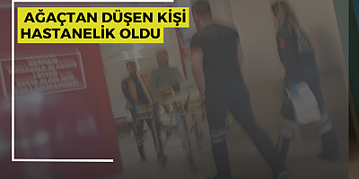Ağaçtan düşen kişi hastanelik oldu