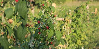 AHUDUDU HASADI BAŞLADI