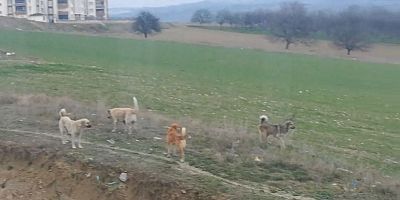 Alanyurt'ta çocuklar tehlike altında 