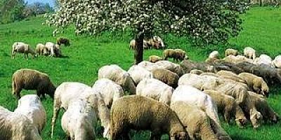 ANKETTE İNEGÖL DE YER ALDI 