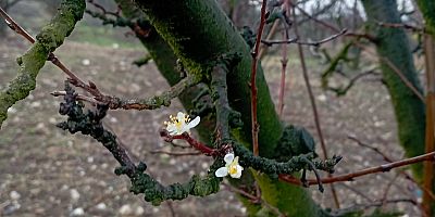 Aralık Ayında Çiçek Açtı! İnegöl Turgutalp Köyü’nde Şaşırtan Doğa Olayı