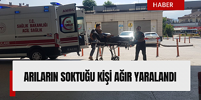 Arıların soktuğu kişi ağır yaralandı