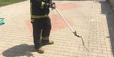 ASANSöRE GiREN YILAN PANiK YARATTI