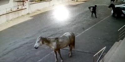 ATINI YAKALAMAK iSTEYEN VATANDAŞ iLGi ODAĞI OLDU