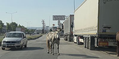 Avarlar Kavşağı’nda Başıboş Atlar Trafiği Tehlikeye Attı