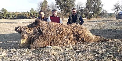 AVCILAR 250 KİLOLUK AZILI DOMUZ VURDU