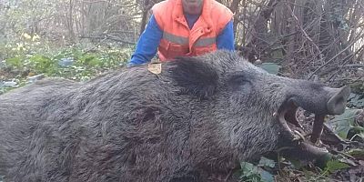 AVCILAR 300 KİLOLUK DOMUZ VURDU