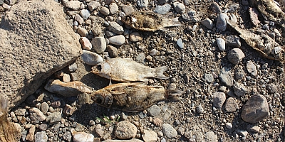 BALIK ÖLÜMLERİ KOKUYA NEDEN OLDU