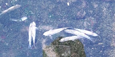 BALIK ÖLÜMLERİ MAHALLE HALKINI KORKUTTU