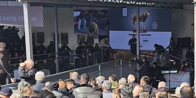 Balıkesir’de açık artırmada nefesler tutuldu: Koç milyonluk oldu 