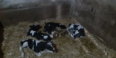 Balıkesir'de nadir görülen olay: İnek 5 buzağı doğurdu