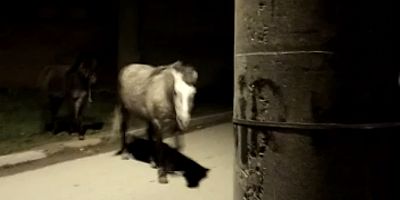 Başı boş Atlar ısırıyor