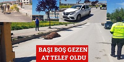 BAŞI BOŞ GEZEN AT TELEF OLDU.