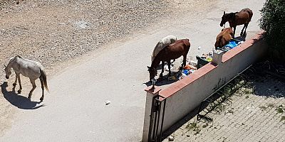 BAŞIBOŞ ATLAR SİTELERE DADANDI