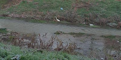 Bedre Deresi'nde Büyük Ak Balıkçıl Görüldü: Görenler Şaşkın