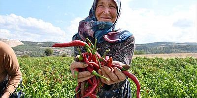 Bilecik'in tescilli 