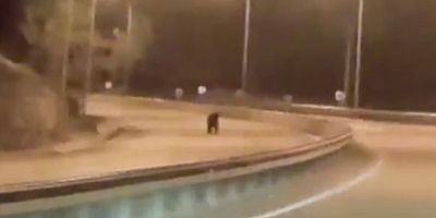 Bilecik'te ayı ana yola indi