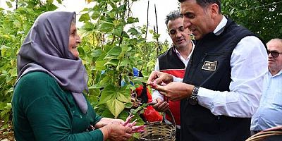 Bilecik'te barbunya hasadı devam ediyor