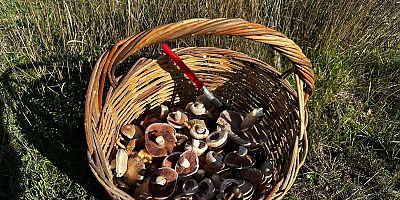 Bilecik’te Yağışlar sonrası ormanlarda mantar patlaması yaşandı