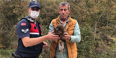 Bilecik'te yaralı halde bulunan kartal tedavi altına alındı
