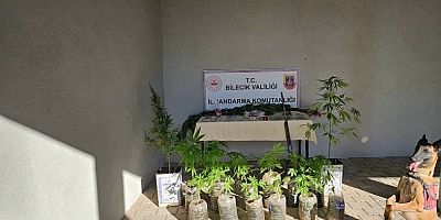 Bilecik'te yasadışı kenevir ve uyuşturucu operasyonu 1 gözaltı