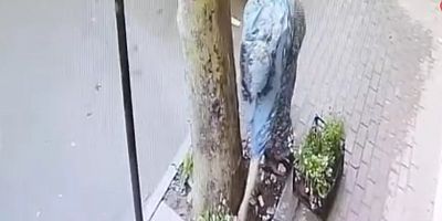 Bir kasa çiçeği böyle götürdü